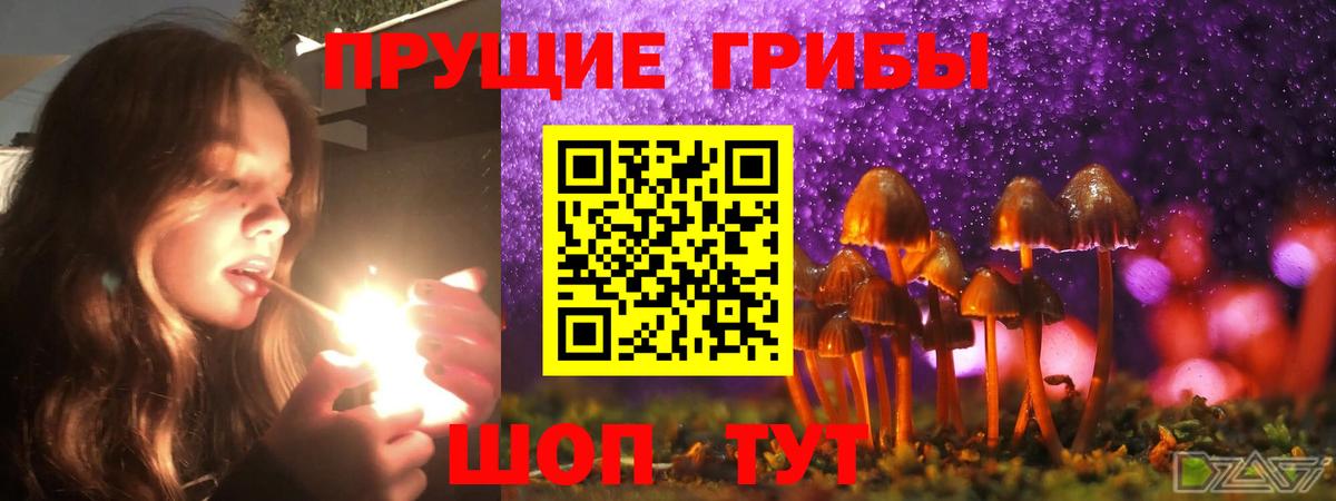 купить закладку  Галлюциногенные грибы Cubensis  Вход с VPN  Нерюнгри 